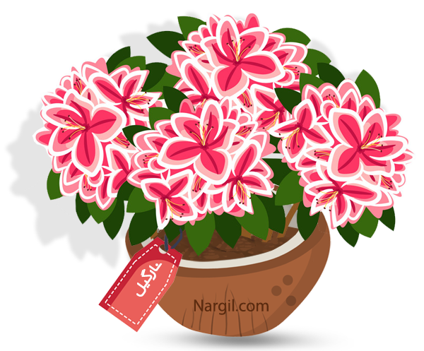 Nargil_Rhododendron Simsii